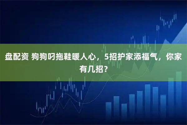 盘配资 狗狗叼拖鞋暖人心，5招护家添福气，你家有几招？
